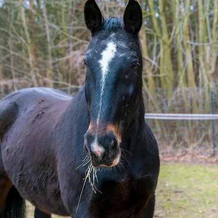 Wohnwagen Auf Tierschutz Landhof Inmitten Der Kemping Selmsdorf