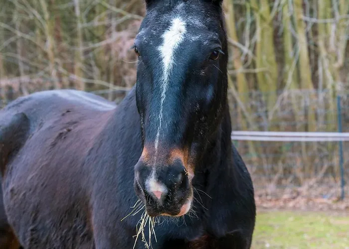 Wohnwagen Auf Tierschutz Landhof Inmitten Der Campingplatz Selmsdorf